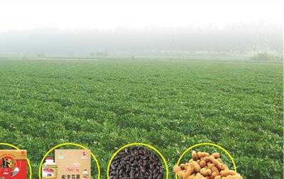 天津薊州區(qū)開展特色食品和農(nóng)副產(chǎn)品專項檢查，嚴(yán)守法規(guī)保障食品安全