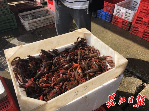 白沙洲農副產品大市場龍蝦批發日破百噸，武漢“撮蝦子”熱度不減